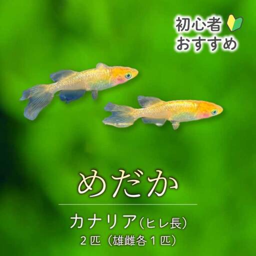 カナリア ひれ長 2匹(雄・雌 各1匹)めだか メダカ 飼育 生体 観賞魚 魚 ペット おまかせ ミックス おすすめ 水槽 インテリア 生物 鑑賞 熱帯魚 アクアリウム 熱帯 淡水魚 243004