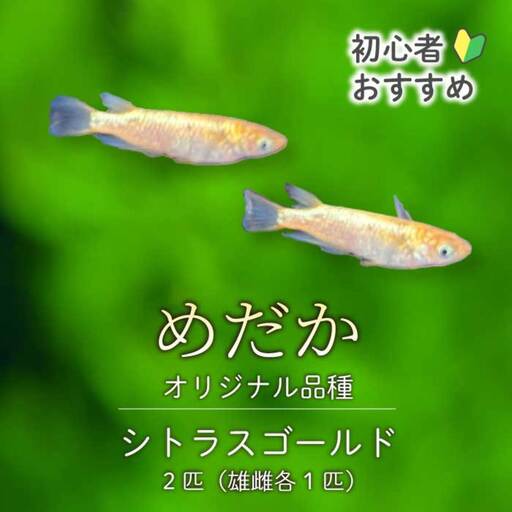 シトラスゴールド ひれ長 2匹(雄・雌 各1匹)めだか メダカ 飼育 生体 観賞魚 魚 ペット おまかせ ミックス おすすめ 水槽 インテリア 生物 鑑賞 熱帯魚 アクアリウム 熱帯 淡水魚 243005