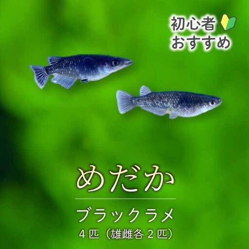 ブラックラメ 4匹(雄・雌 各2匹)めだか メダカ 飼育 生体 観賞魚 魚 ペット おまかせ ミックス おすすめ 水槽 インテリア 生物 鑑賞 熱帯魚 アクアリウム 熱帯 淡水魚 243006