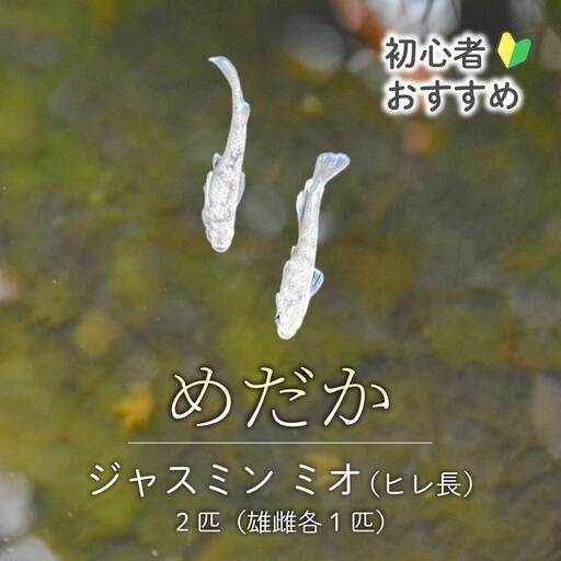 ジャスミン ミオ 2匹(雄・雌 各1匹)めだか メダカ 飼育 生体 観賞魚 魚 ペット おまかせ ミックス おすすめ 水槽 インテリア 生物 鑑賞 熱帯魚 アクアリウム 熱帯 淡水魚 243007