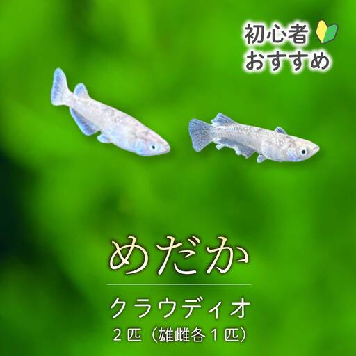 クラウディオ 2匹(雄・雌 各1匹)めだか メダカ 飼育 生体 観賞魚 魚 ペット おまかせ ミックス おすすめ 水槽 インテリア 生物 鑑賞 熱帯魚 アクアリウム 熱帯 淡水魚 243008