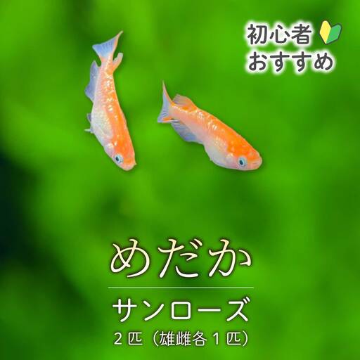 サンローズ 2匹(雄・雌 各1匹)めだか メダカ 飼育 生体 観賞魚 魚 ペット おまかせ ミックス おすすめ 水槽 インテリア 生物 鑑賞 熱帯魚 アクアリウム 熱帯 淡水魚 243009