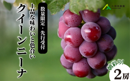 [2025年先行受付]数量限定 ぶどう [久和田農園] 朝採り クイーンニーナ 2房 果物 フルーツ 先行予約 久和田農園 広島 三原 034004