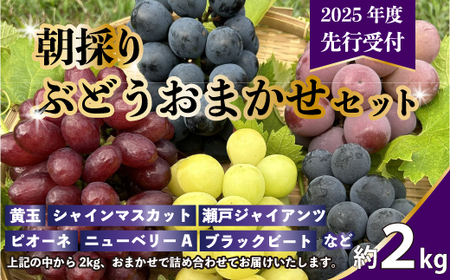 【先行予約】久和田農園の朝採り ぶどう 詰め合わせ 2kg 葡萄 ブドウ 食べ比べ フルーツ 果物 令和7年度お届け 広島県 三原市 034008