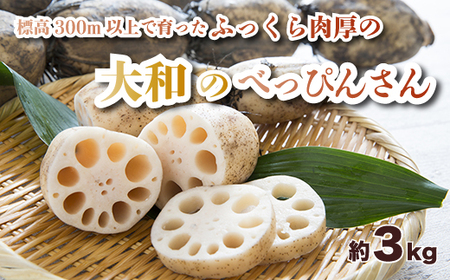  񂱂uâׂ҂񂳂v3kg  p Osa R Mtg 053002