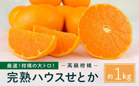 柑橘の大トロ!完熟ハウスせとか 1kg 2026年2月中旬〜発送予定
