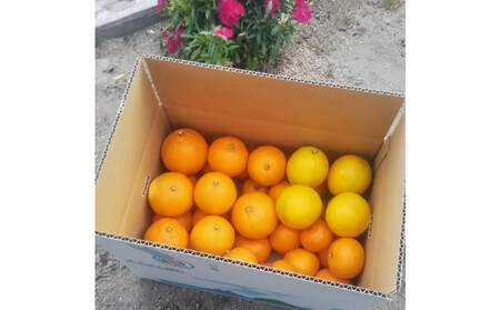 k oGeB[Zbg 5kg