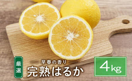 完熟はるか 4kg ドルチェみかん