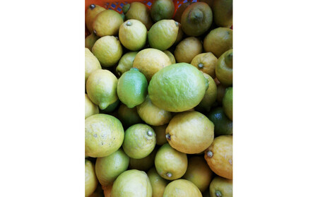 [訳あり]レモン 家庭用 5kg