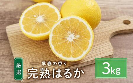 厳選!早春の香り!完熟はるか 家庭用(約3kg)2025年2月中旬〜3月上旬 発送予定 フルーツ お取り寄せ 産地直送 もりの農園 ドルチェみかん