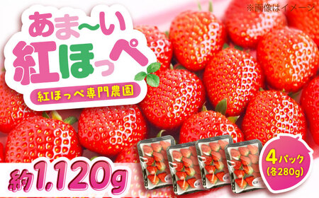 [2026年1月以降順次発送]先行予約 こだわりの紅ほっぺ 280g 4パック[BAFN001]紅ほっぺ