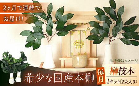 [全2回定期便]植物 備後・榊(サカキ)切り枝 1束サイズ1セット(2束入り) 広島県福山市/小林商事 本榊 さかき 国産 神棚 枝木 [BAEA011]
