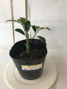 植物 福の山・榊（サカキ） 苗木(1ポット):20cm 広島県福山市/小林商事 本榊 さかき 苗木 地植え 神棚 プランター 観葉植物 [BAEA009]