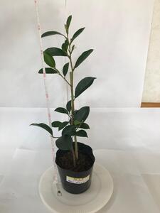 植物 福の山・榊（サカキ） 苗木（1ポット）:40cm 広島県福山市/小林商事 本榊 さかき 苗木 地植え 神棚 プランター 観葉植物 [BAEA007]