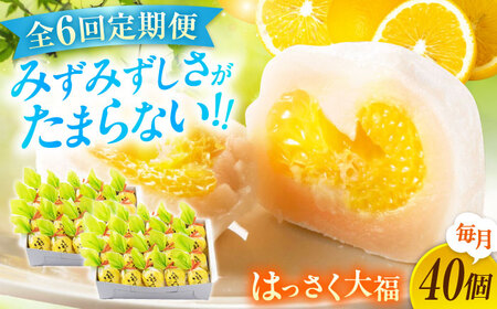 【6回定期便】お菓子 はっさく大福20個入×2　 お菓子 大福 八朔 柑橘 みかん オレンジ 餅 ギフト お取り寄せ スイーツ フルーツ大福 ご当地 菓子 おかし デザート 食品 人気 おすすめ 広島県福山市/株式会社虎屋本舗[BADH035]