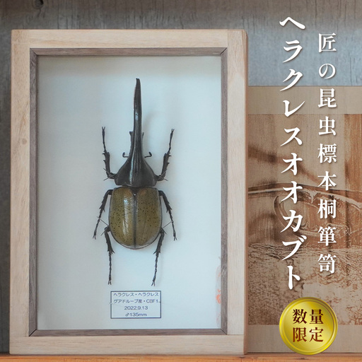 【数量限定】匠の昆虫標本桐箪笥「ヘラクレスオオカブト」 No.577