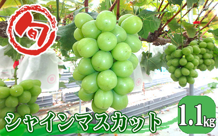 シャインマスカット 約1.1kg
