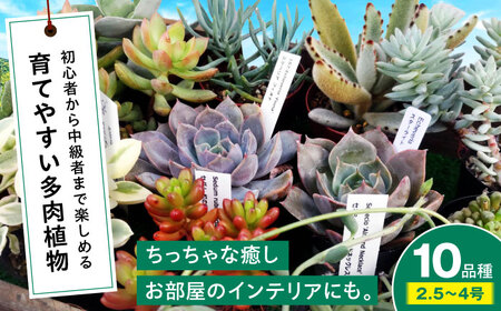 多肉植物 10品種10鉢セット 植物 セット 初心者 育てやすい 多肉植物 三次市/園芸王国パスタイム[APCJ001]