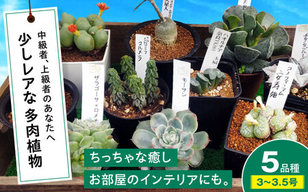 多肉植物 少しレアな5品種5鉢セット[APCJ003] 植物