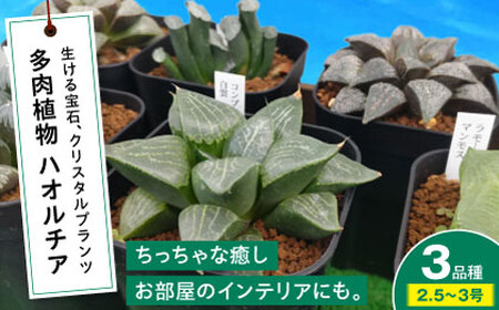 多肉植物 ハオルチア3品種3鉢セット[APCJ006] 植物