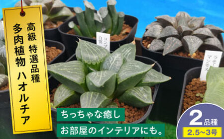 多肉植物 高級ハオルチア2品種2鉢セット[APCJ007] 植物