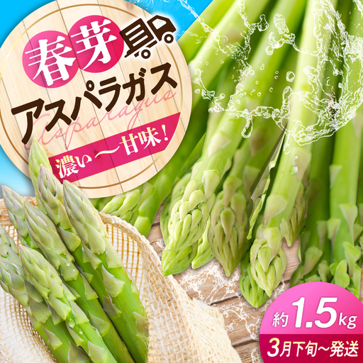 朝採れ アスパラ 約1.5kg [APAU003] アスパラガス