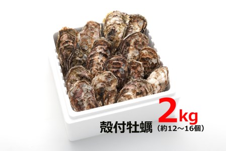 殻付 牡蠣 2kg|朝どれ 生牡蠣 生かき 生がき 生カキ 生ガキ 広島県産 宮島 瀬戸 [1379]