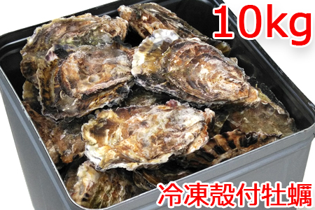 冷凍 殻付 牡蠣 10kg|広島県産カキ かき 一年中旬の味 宮島 瀬戸 [1378]