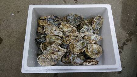 【予約商品】牡蠣 殻付き 35～40個 広島県産 新鮮 全国配送 濃厚 SDGs リピート【配送不可：離島】【配送時期：1月上旬～3月下旬】
