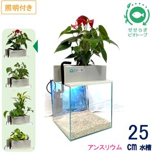 せせらぎビオトープ 25cm型基本+照明セット(アンスリウム)