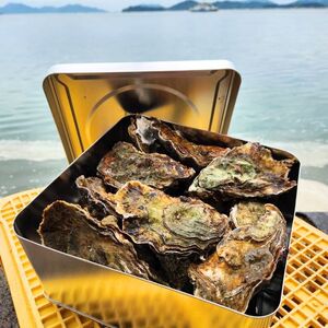 広島　安芸津産　殻付き牡蠣　カンカン焼き　約15～20個【配送不可：離島】