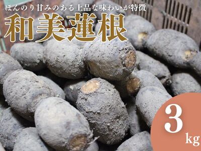 [予約商品]和美蓮根 3kg[配送時期:10月上旬〜2月下旬]
