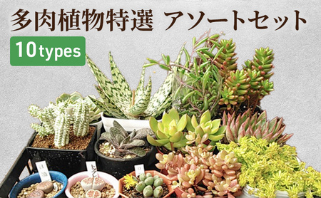 多肉植物「ハオルチア 3種セット」 | 千葉県南房総市 | ふるさと納税 