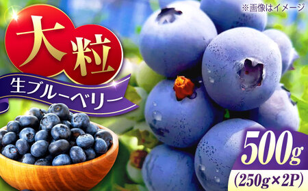 生ブルーベリー 500g ブルーベリー [XCW001]