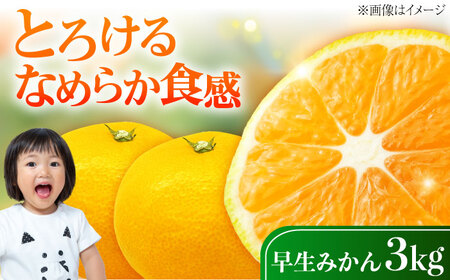早生みかん 3kg わせみかん 