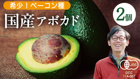 国産 オーガニック アボカド ( ベーコン種 ) 2個【2026年11月下旬以降発送】
