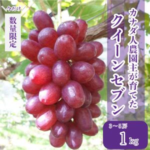 世羅産クイーンセブン 約1kg(3〜5房)[先行予約・数量限定]カナダ人農園主 ぶどう ブドウ マスカット クイーンセブン フルーツ 果物 くだもの 産地直送 世羅 ラピアビンヤード[2026年8月下旬以降順次発送] A021-06
