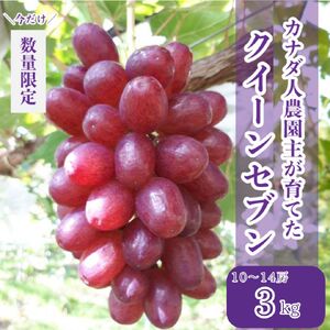 世羅産クイーンセブン 約3kg[先行予約・数量限定]カナダ人農園主 ぶどう ブドウ マスカット クイーンセブン フルーツ 果物 くだもの 産地直送 世羅 ラピアビンヤード[2026年8月下旬以降順次発送] A021-24