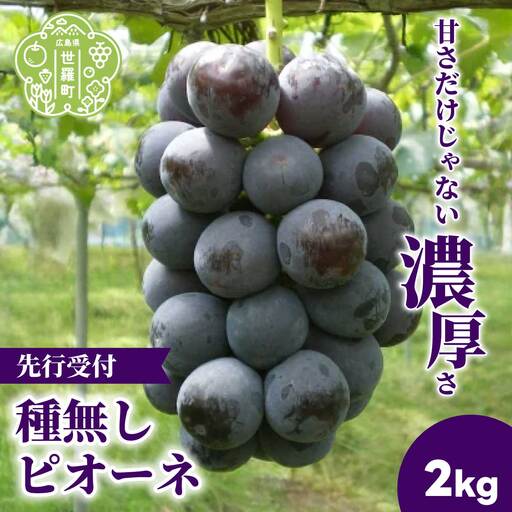 種無しピオーネ2kg(4房)[2026年9月上旬以降順次発送]安井農園 ぶどう ブドウ 葡萄 ピオーネ フルーツ 果物 くだもの 産地直送 世羅 A009-01