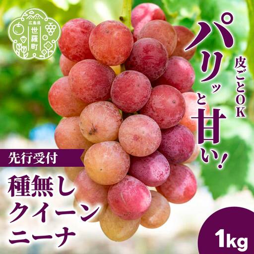 種無しクイーンニーナ1kg (2房) 数量限定[2026年9月上旬以降順次発送]先行予約 安井農園 ぶどう ブドウ 葡萄 ピオーネ フルーツ 果物 くだもの 大粒 甘い デザート 産地直送 世羅 A009-02