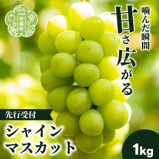 シャインマスカット1kg (2房) [2026年10月上旬以降順次発送]安井農園 ぶどう ブドウ 葡萄 ピオーネ フルーツ 果物 くだもの 産地直送 世羅 A009-04