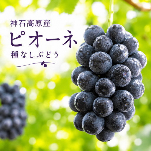 【2026年先行予約】ピオーネ 種なしぶどう 約2kg 常温配送《9月後半-10月前半頃出荷》昼夜の寒暖差が育てた濃厚な甘み｜ 株式会社 神石高原ティアガルテン 広島県 神石高原町 フルーツ 果物 種なし 青果物