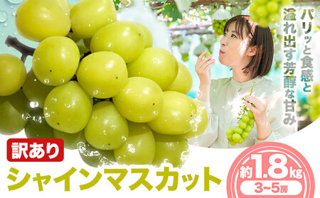 訳あり シャイン マスカット 約 1.8 kg [9月中旬-11月中旬出荷予定(土日祝除く)]期間限定 フルーツ 果物 ブドウ ぶどう 甘い 濃厚