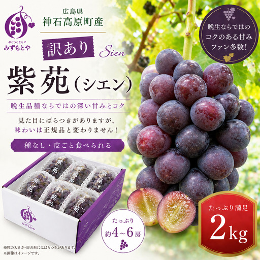 先行予約][訳あり] 神石高原町産 紫苑(シエン)ぶどう 約2kg|晩生品種・濃厚な甘み(ご家庭用)