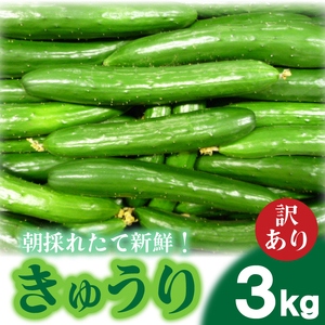 きゅうり 訳あり 3kg [2025年8月末頃より出荷]きゅうりきゅうりIM