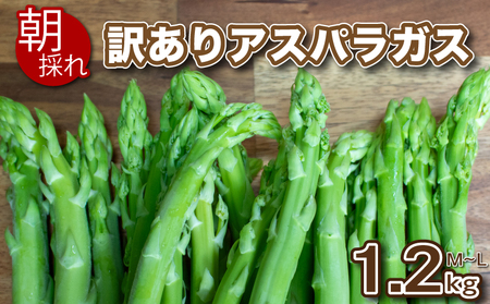 アスパラガス 訳あり B品 1.2kg ML混合 アスパラ アスパラ 訳あり アスパラ アスパラ 新鮮 先行予約 アスパラ 訳あり セット 野菜 新鮮 夕飯 FS107-78