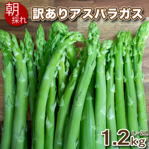 アスパラガス 訳あり B品 1.2kg L 2L混合 アスパラ アスパラ サイズ アスパラ アスパラ 新鮮 先行予約 アスパラ 訳あり セット 野菜 新鮮 夕飯 FS108-78