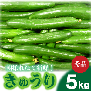 きゅうり 5kg 秀品 Lサイズ 約38本 IM005-L