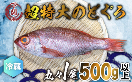 のどぐろ 500g up 1尾 特大 サイズ 冷蔵 下関唐戸市場直送 のどぐろ 下関名産 水揚げ 高級魚 白身 刺身や煮つけにおすすめ お酒のつまみ 下処理済 冷蔵 8月以降 鮮度