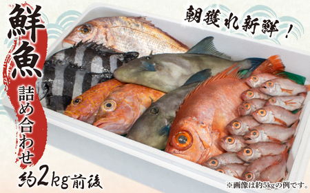 鮮魚 ボックス 約 2kg 詰め合わせ 冷蔵 鮮魚 鮮魚 鮮魚 鮮魚 鮮魚